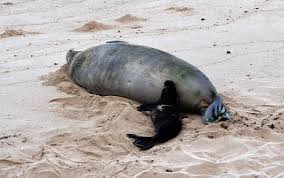 Investigation into Monk Seal Harassment on Maui and Oahu