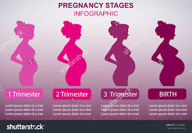 Resultado de imagen para pregnancy stages