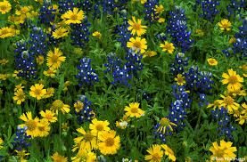 Image result for texas wildflowers