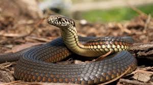 ‘Zero by 2030’: How Kerala plans to rewrite snakebite prevention