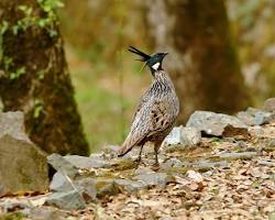 Image of Koklass Pheasant