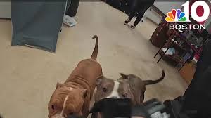 Webster police officers mauled by pit bulls during search ...