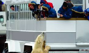 Image result for churchill manitoba