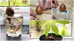 HOW TO: Grow an Avocado Tree from Seed Inhabitat - Green