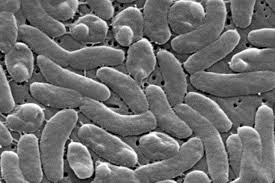 Florida reports another death from flesh-eating bacteria Vibrio vulnificus