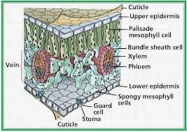 Jenis - Jenis Jaringan Tumbuhan