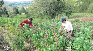 Resultado de imagen para EL CAMPO DEL canton colta
