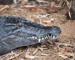 Crocodilo-das-Filipinas