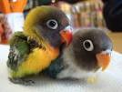 virtual villagers 2 parrots kissing images cartoon