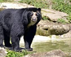 Urso-andino