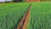Farmers Forced to Sell Onions Early at a Loss
