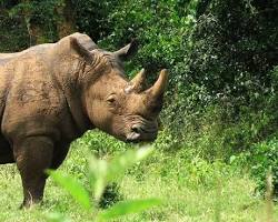 Image of Akagera National Park rhinos