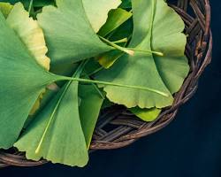 Ginkgo biloba herb
