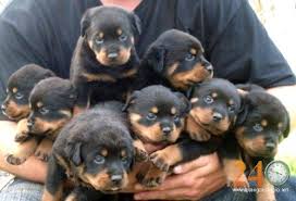 Kết quả hình ảnh cho Chó Rottweiler con