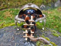 Image result for wooly bears