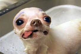 Résultat de recherche d'images pour "image chaton mignon en train de prendre un bain"