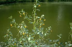 Image result for jewelweed