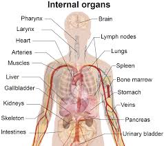 human body parts కోసం చిత్ర ఫలితం