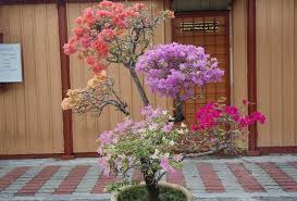 Image result for gambar bunga kertas