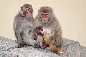 Tập tin:Wildlife primate macaca-fuscata family.jpg ...