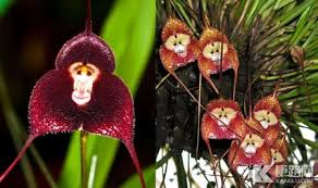 Image result for ����С���m