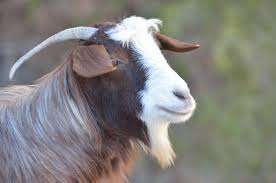 Image result for GOAT