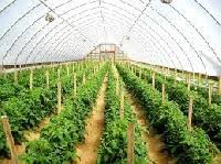 Image result for sagwan image green tree image