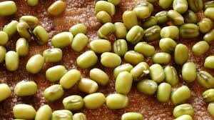 Image result for RAU MẦM CẢI XANH