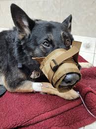 Updated video of Bane from this morning