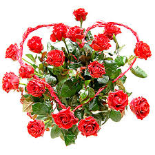 Znalezione obrazy dla zapytania kwiaty