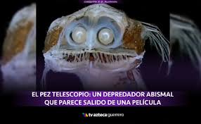 TV Azteca Guerrero - News update