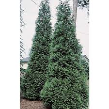 Image result for monrovia green pot