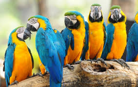 Image result for macaw parrot hd