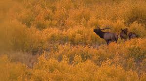 Utah sportsman hunting permit lottery opens soon