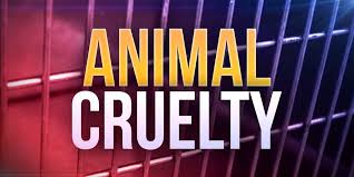 Two women face nearly 100 counts of animal neglect after dozens of dogs removed from Renner residence