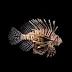 Guy Harvey tournament targets invasive lionfish