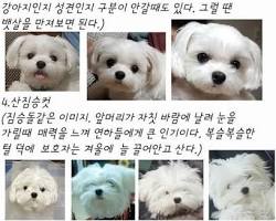 강아지의 성장 단계별 이미지 콜라주 (강아지, 성견, 노령견) 이미지