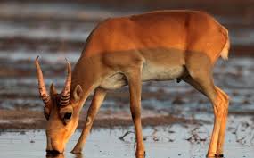 Résultat de recherche d'images pour "saiga antelope"