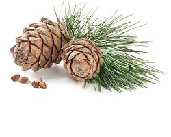 صورة خشب الأرز