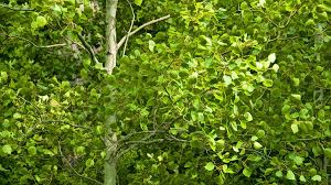 Image result for sagwan image green tree image