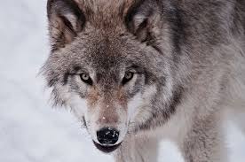 Image result for pictures of the lone wolf