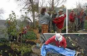 Résultat de recherche d'images pour "burying fig trees"
