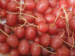 Image result for goumi