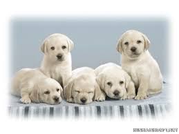 [Image: images?q=tbn:ANd9GcQ8LL_I18fFH8yL1jzv2Rp...ND8GHnCPVh]