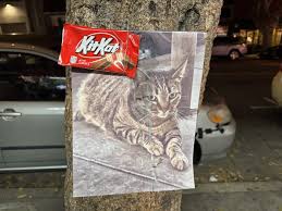 San Francisco Mourns KitKat: Bodega Cat Killed by Waymo