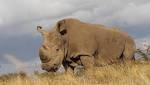  World's last male northern white rhino is dying