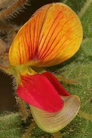 Image result for Rhynchosia monophylla