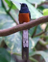 Hasil gambar untuk murai batu