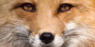 Image result for foxes