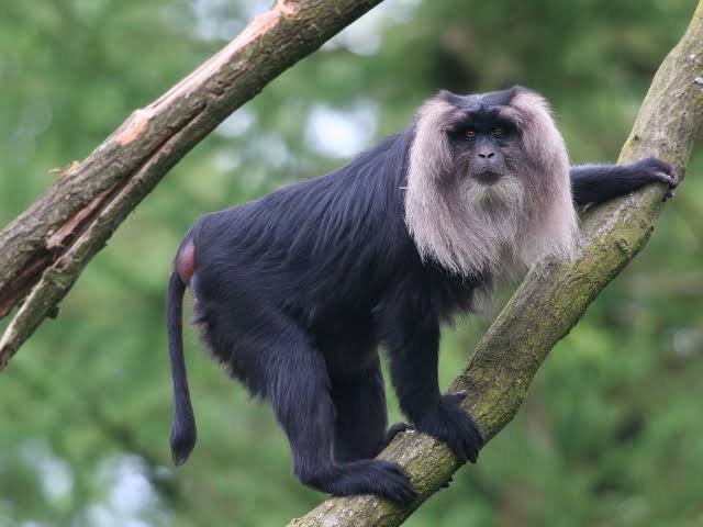 Loss of Habitat Forces Endangered Lion Tailed Macaques to Come Out on Roads for Food - News18